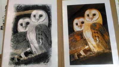 owls by sheila